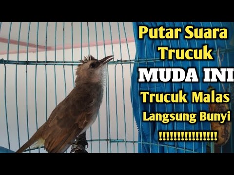 Trucukan Muda Gacor Ropel Yang Ini Cocok Untuk Pancingan Semua Jenis Trucuk