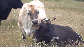 Big Ears cows Katie and Blossom