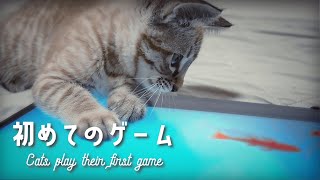 兄妹猫 初めての魚ゲーム 