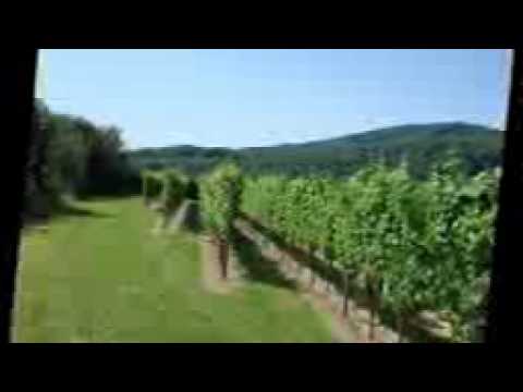 بياع العنب ماجاني شكله يا سعد زعلاني