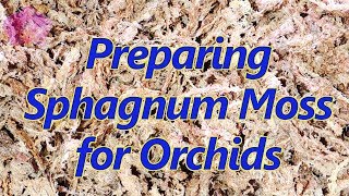 Preparing sphagnum moss for orchids