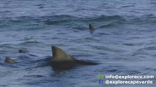 Shark Experience -  Cape Verde