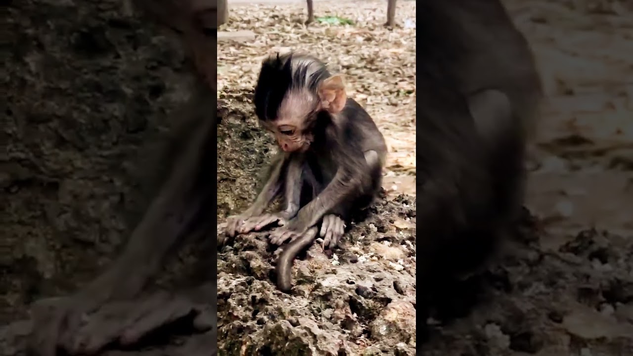 Baby Monkeys so cute and very smart 