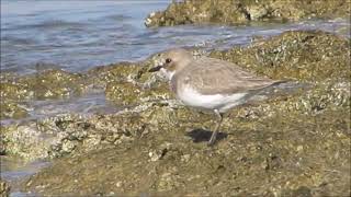 Greater sand plover - Charadrius leschenaultii - Ερημοσφυριχτής, Βραχοπλουμίδι -   4/1/2023  Cyprus