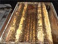 характеристика разных пород пчел на пасеке - пчелы бакфаст