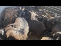 Feral goats Muster 2021