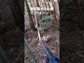 鹿を撃つ裏ワザ　めっちゃ成功‼️ 美味しそうなやつを選んで撃った(笑)#猟犬 #ジビエ #紀州犬 #熊野犬#鹿#猪