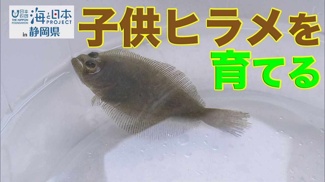 育てた魚を食べる 日本財団 海と日本project In 静岡県 46 Youtube