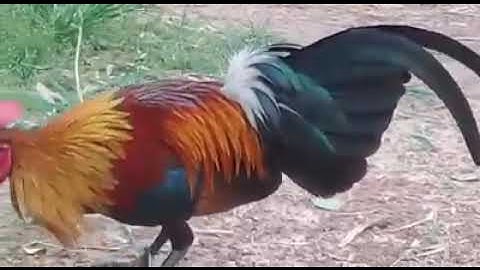 lam nrog kuv saib cov qaib khav zoo nraug heev 2020