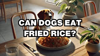 Can Dogs Eat Fried Rice? Explained Can Dogs Eat Yellow Rice