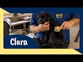 Meet Guide Dog Puppy Trainee Clara - Sponsor Her Journey to Become a Life Changing Guide Dog