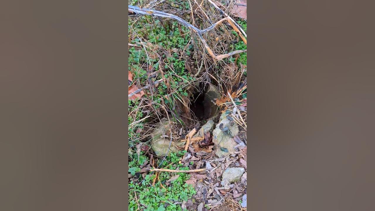 Why Groundhogs Are A Big Issue! #chickencoop - YouTube