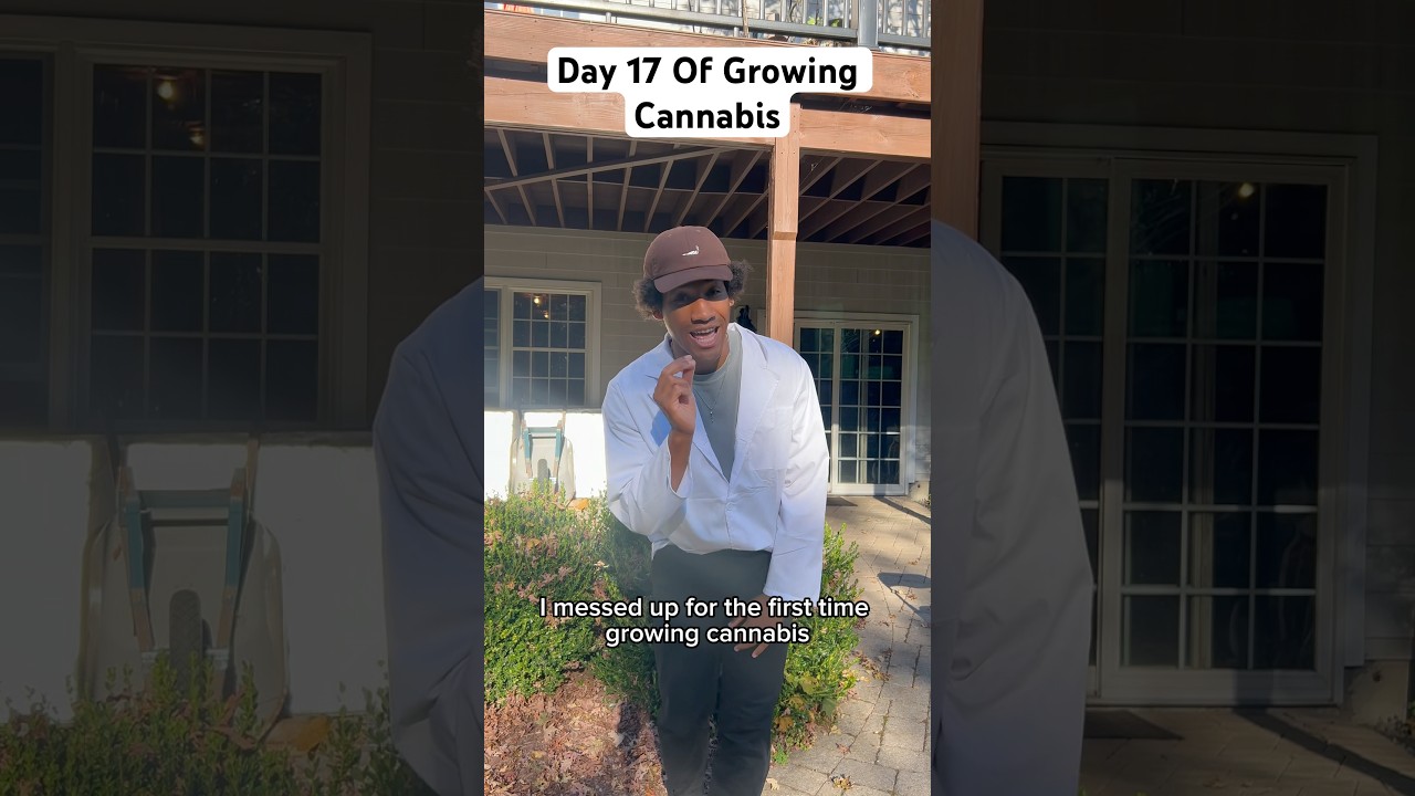 День 17 выращивания каннабиса 