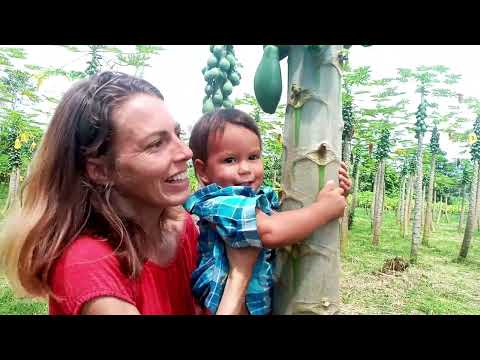 Visiting a Papaya farm in Ecuador
