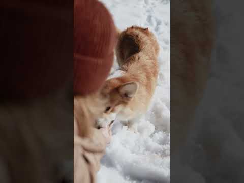 Video: Deze dappere hond is op zoek naar zijn angsten - hij heeft gewoon een kans nodig