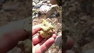 Found Gold Nuggets!
