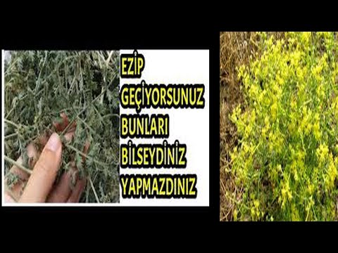 Video: Çördük Bitki Bilgisi: Farklı Agastache Türleri Hakkında Bilgi Edinin