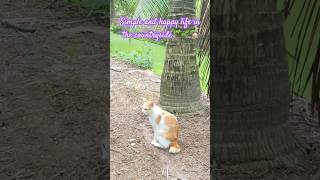 Let’s see simple and happy life in the countryside🏡🌴🐈🐓🌱 #pets #cats #shortsvideo #funnyshorts