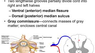 Chapter 13D - CNS - Spinal Cord