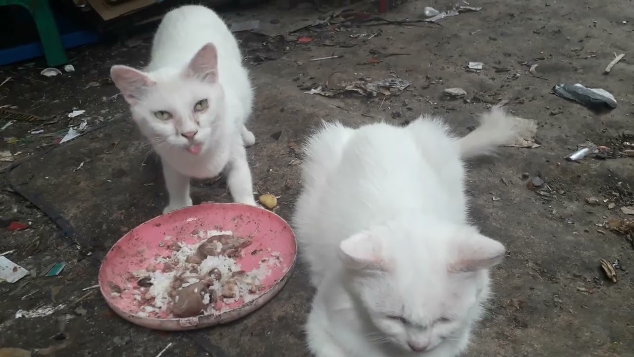 Waktunya beri makan kucing sore selamat makan kucingku
