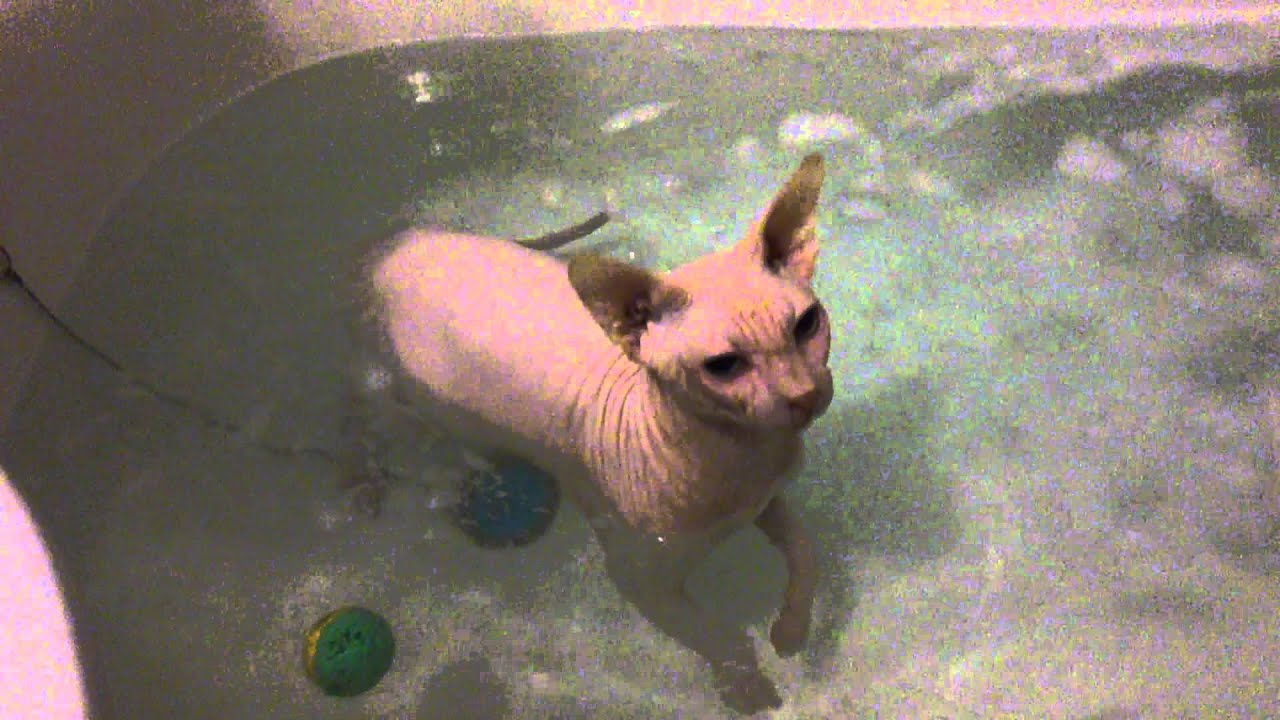 сфинксы купаются. кошка купается. сфинкс купается в ванной. канадский сфинкс купается. сфинкс моется.