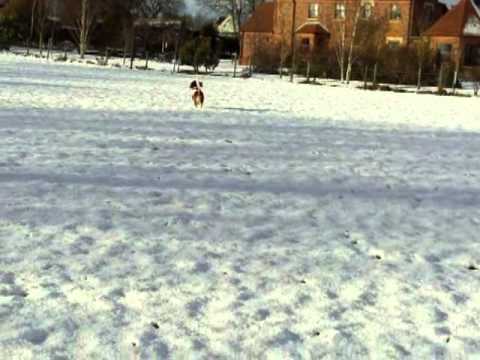 Stanley, Bertie and Lottie - IN THE SNOW!!