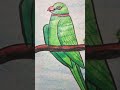peacock drawing easy #viral shorts#drawinn 👍👍