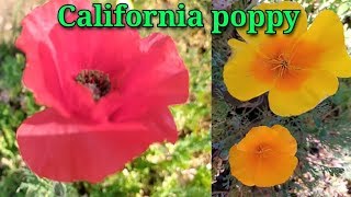 #poppy_plant