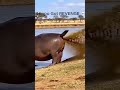 He Bit The WRONG Hippo 💀😭#shorts #funny #animals #hippo #viral #meme #funnyanimals #lol #fyp