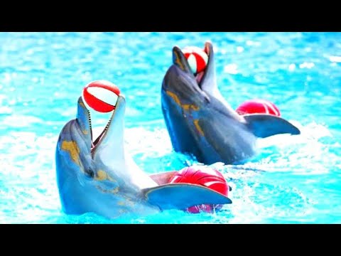 Best of the Dubai Dolphin Show HD