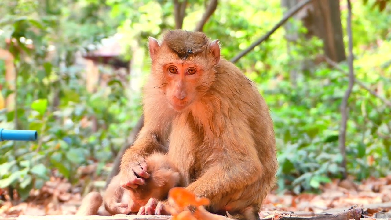 Double the fun, double the love! 🐒💞 