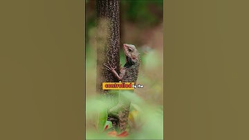 Mind Blowing Chameleon Color Change in Milliseconds! 🦎✨