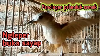 🔴pelanduk semak gacor ngleper buka sayap..