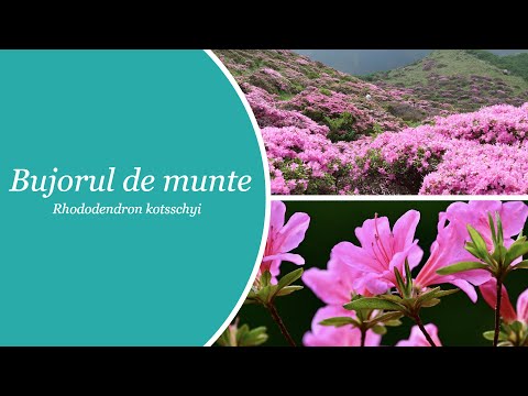 Video: Rhododendron în Siberia (32 De Fotografii): Reguli De Plantare și îngrijire. Tipuri și Soiuri De Rododendron Care Pot Fi Cultivate în Siberia. Cum Crește în Condiții De Frig? Recen