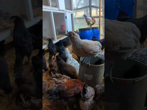 Where Was This Chicken Going?