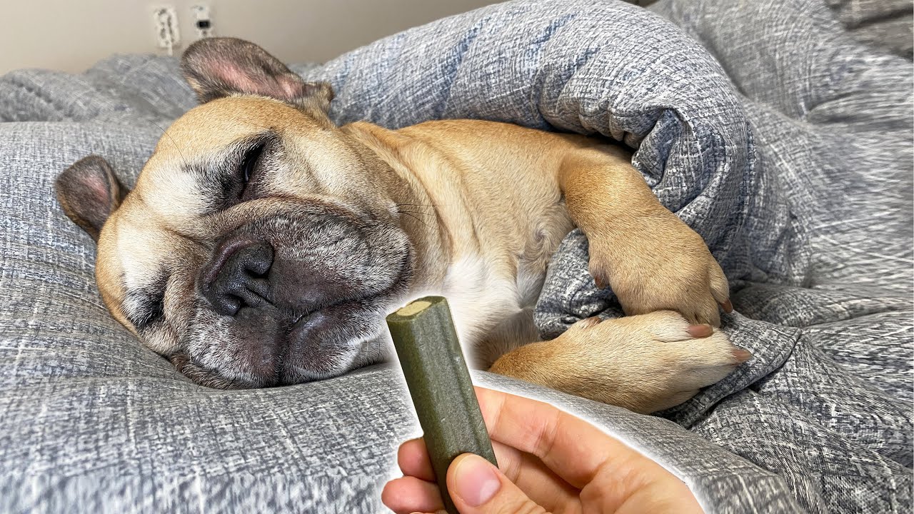 Will My Sleeping Dog Wake Up For A Treat?? **BEST REACTIONS EVER YouTube