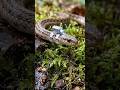 WHAT A SNAKE SEES: Extreme Micro-Camera POV Inside a Hidden Den! 🐍🎥 #shorts #pov #viral