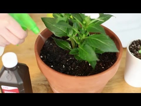Video: Varför växer det mögel i min blomkruka?