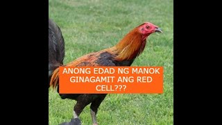 Sabong tips ANONG EDAD NG MANOK GINAGAMIT ANG RED CELL