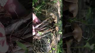 Banana hunting in Maryland #mycology #allnatural