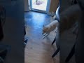 Shiba Inu Zoomies Extravaganza: Creepy or Cute? #CreepyShiba #DogsofTikTok