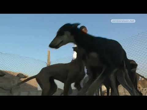 فيديو: تولد الكلاب السلوقية هيبوالرجينيك والصحة والحياة تمتد
