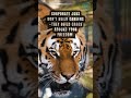 Your Job Isn’t Security—It’s a Cage! 🔥 #motivation #shorts #tiger #security