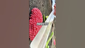 Want to Save the Ecosystem? You Need to Know About Apple Snail Eggs!