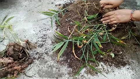 Panen jahe merah dan jahe emprit