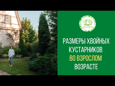 Размеры хвойных кустарников во взрослом возрасте #1