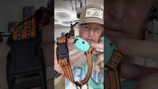 Walk And Train Your Dog At The Same Time