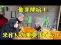 苗半作！完璧な催芽が勝負の分かれ目・2019