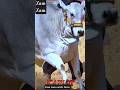 history sultan salauddin #trending #cow #trendingshorts #shorts #shortvideo #viral #ytshorts
