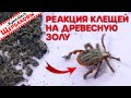 РЕАКЦИЯ КЛЕЩЕЙ НА СУХУЮ ДРЕВЕСНУЮ ЗОЛУ. Тест...